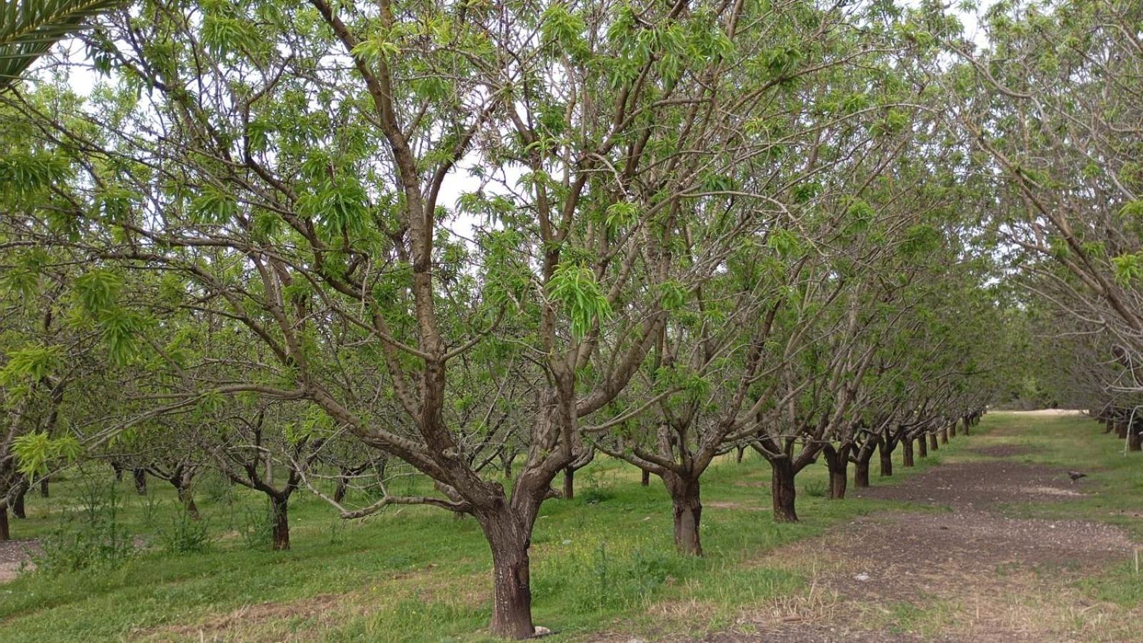 Casas Rurales Cortijo La Canada Estepa Dış mekan fotoğraf